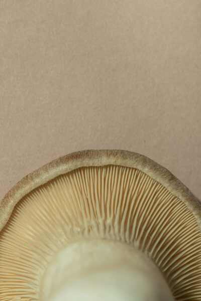 Detailed close-up of mushroom gills viewed from below, showcasing fine textures against a beige background.