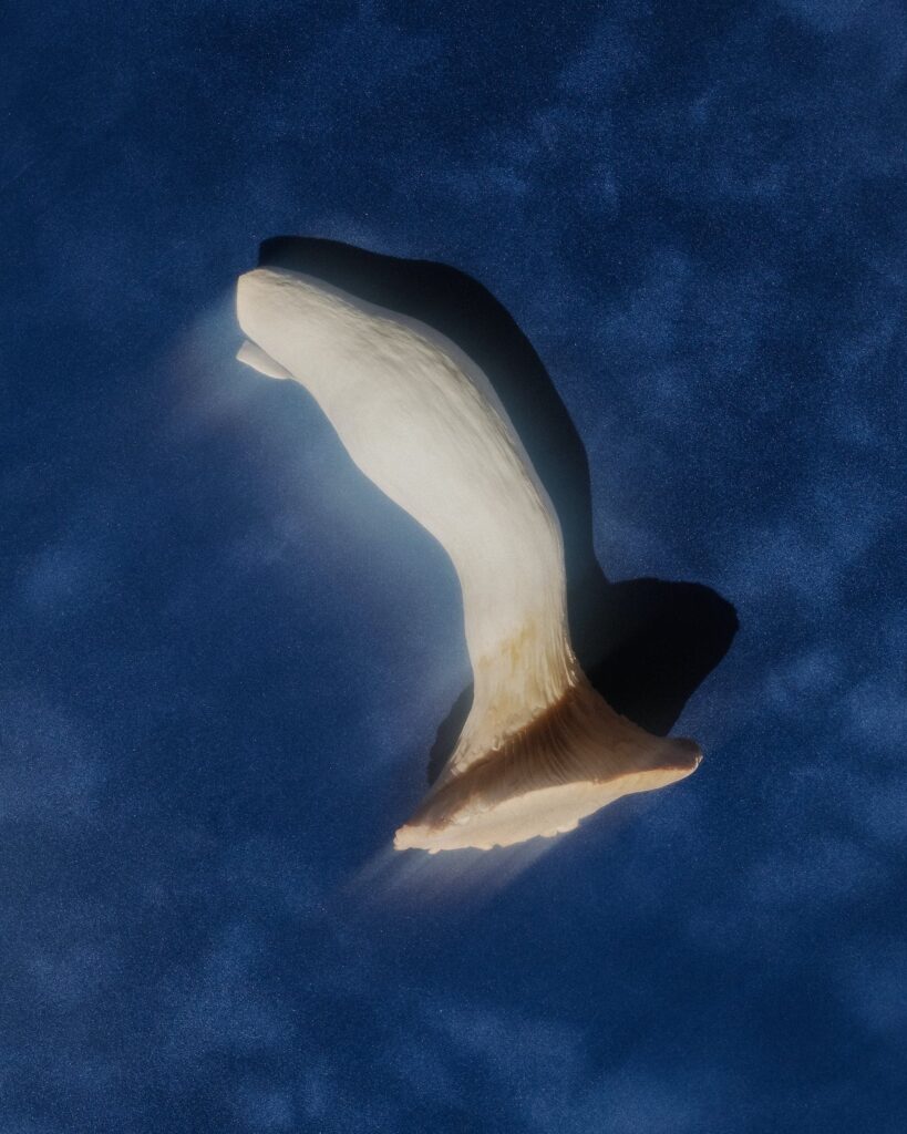 Close-up of a single mushroom captured from below, set against a deep textured dark blue background.