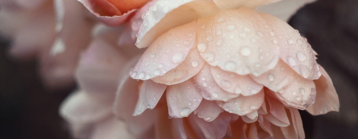 Pale pink roses with dew drops on them | The Sacred Symphony of Rose Water & the Divine Feminine | Sugar Magnolia