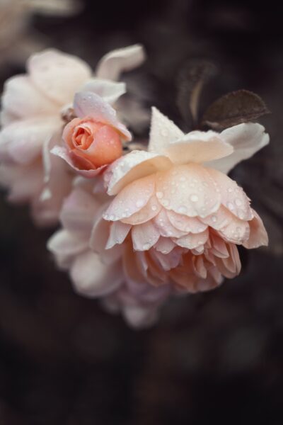 Close-up of pale pink roses covered in fresh dew drops, showcasing delicate petals and soft natural beauty.