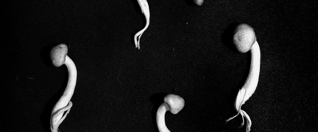 Black and white flat lay image of mushrooms | The Mystical Essence of Psilocybin - Sugar Magnolia