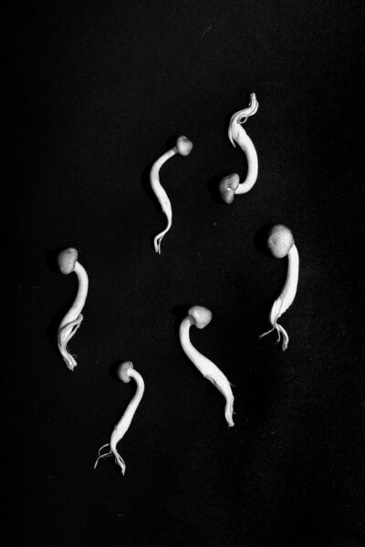 Minimalist black and white image showing a flat lay of psilocybin mushrooms arranged on a dark background.