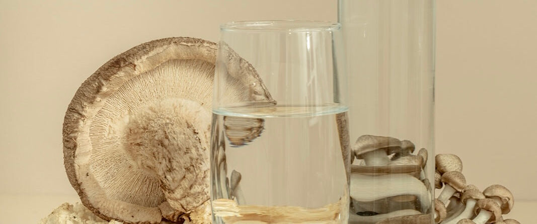 various mushrooms with two glasses of water on a tan background | Functional Mushrooms: First Timer’s Guide to Holistic Health | Sugar Magnolia