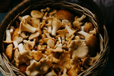 Wicker basket filled with freshly foraged wild mushrooms, including chanterelles and other edible varieties.