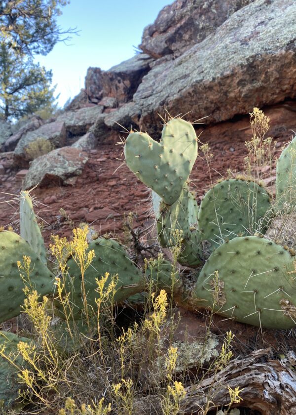 Sedona Women's Retreat - Image 6