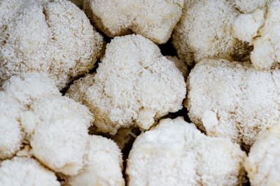 Close-up of fresh Lion’s Mane mushroom clusters with shaggy, white spines, known for cognitive and hormonal health benefits.