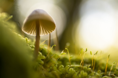 Close-up of a single small mushroom with a translucent cap growing in lush green moss, highlighted by soft sunlight.