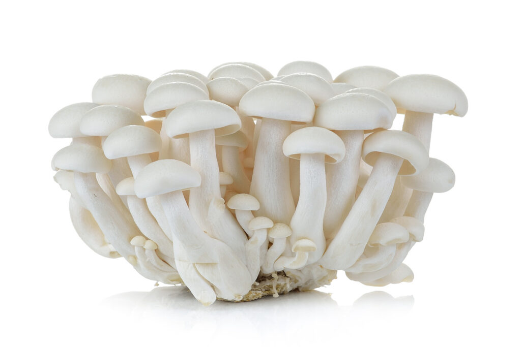 A dense cluster of Albino magic mushrooms with smooth white stems and pale rounded caps, isolated on a white background.