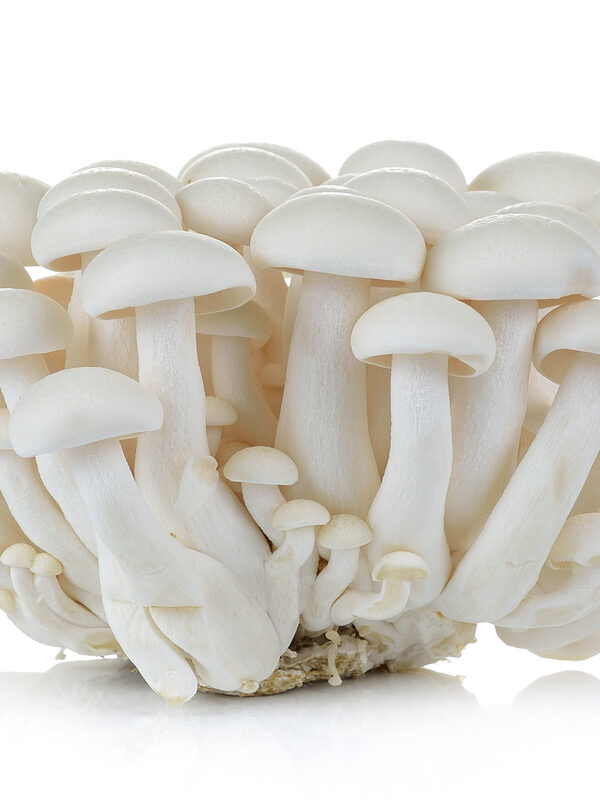 Albino Magic Mushrooms: Guide to Albino A+ (Avery’s Albino) & Albino Penis Envy