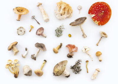 Flat lay of assorted mushroom species on a white background, including psychedelic and culinary varieties.
