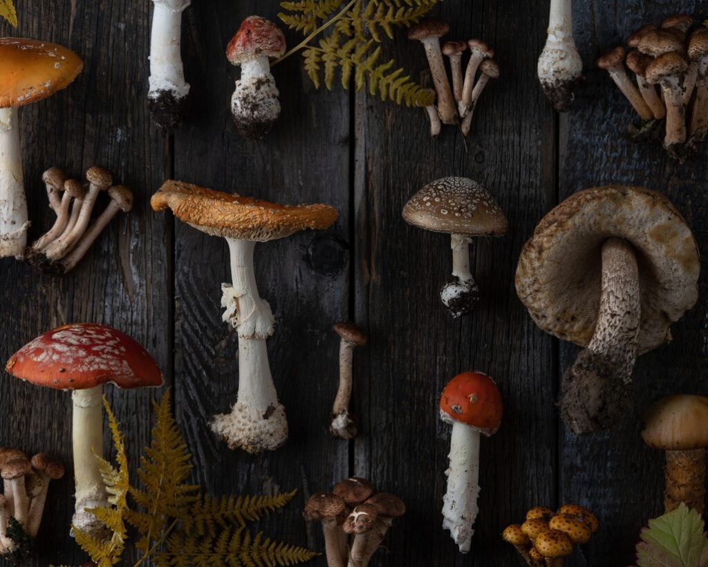 A rustic flat lay of various wild mushrooms displayed on dark wooden planks, surrounded by dry fern leaves.