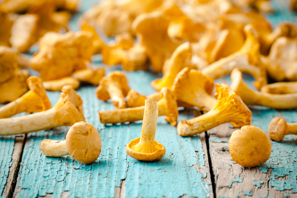Golden Teacher Mushrooms – Gentle Wisdom for the New Explorer