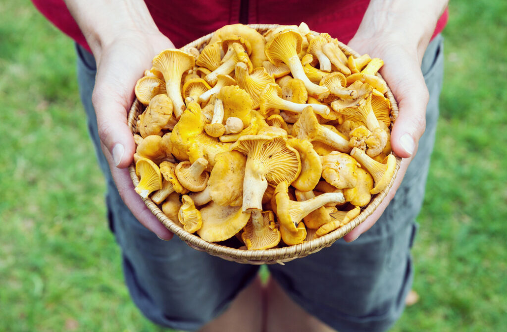 Person holding a basket full of freshly harvested golden chanterelle mushrooms, standing on green grass in an outdoor setting.