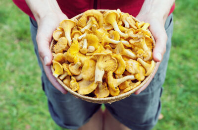 Person holding a basket full of freshly harvested golden chanterelle mushrooms, standing on green grass in an outdoor setting.