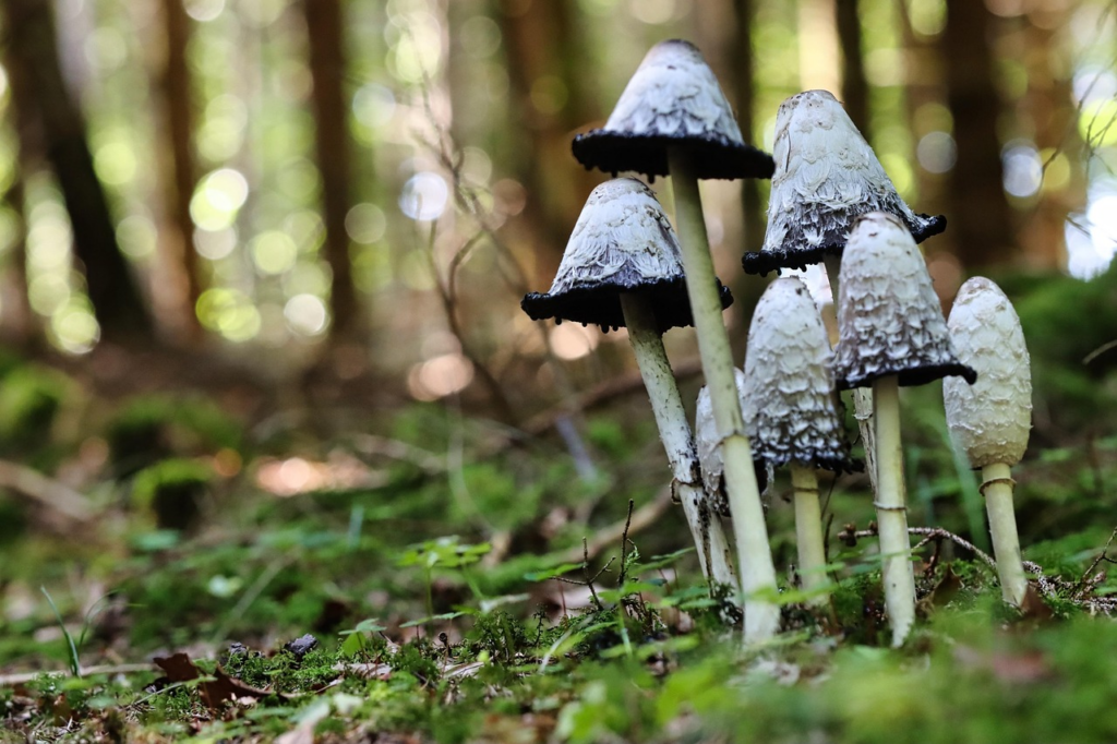 Daily mushroom routine.