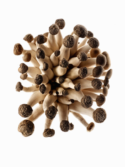 A dense cluster of dried Penis Envy magic mushrooms arranged in a circular shape on a white background.