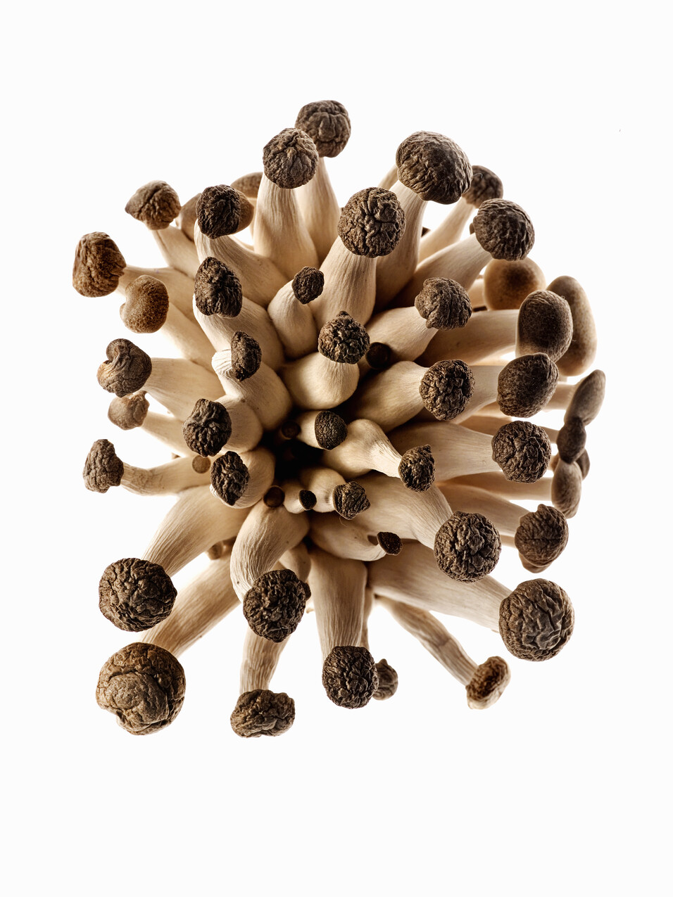 Penis Envy Mushrooms: The Myth, the Legend, and the Potency