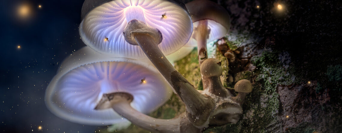 Psilocybe Cubensis Mushrooms: Magic Mushroom Strains Explained