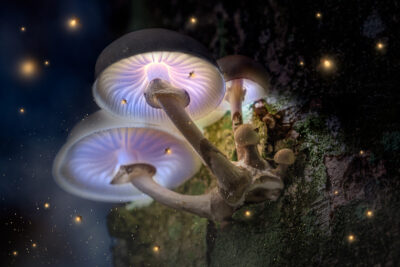 Glowing psilocybin mushrooms with violet gills growing on a mossy tree trunk, surrounded by magical light particles at night.