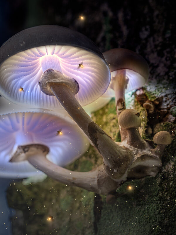 Psilocybe Cubensis Mushrooms: Magic Mushroom Strains Explained