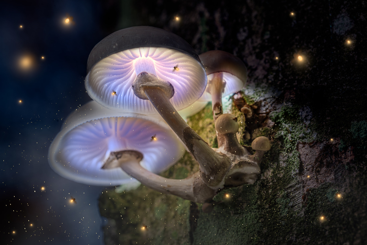 Psilocybe Cubensis Mushrooms: Magic Mushroom Strains Explained