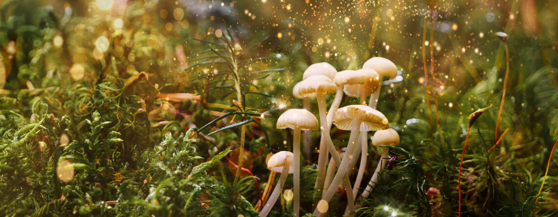 Magic Mushrooms and Spirituality