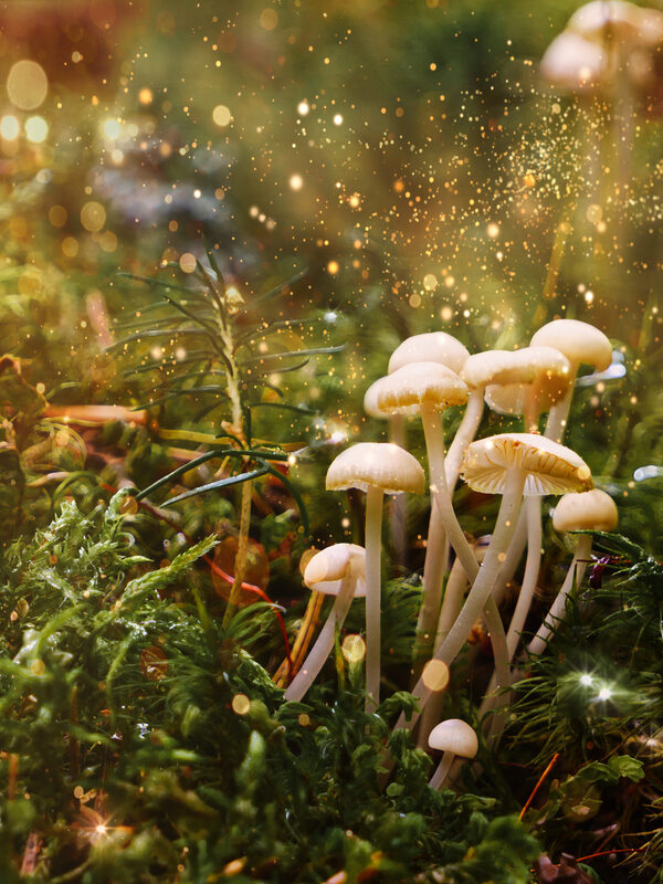 Magic Mushrooms and Spirituality