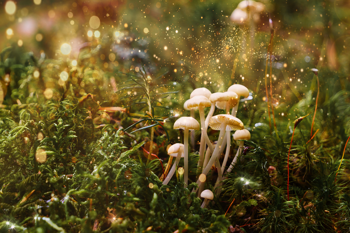 Magic Mushrooms and Spirituality