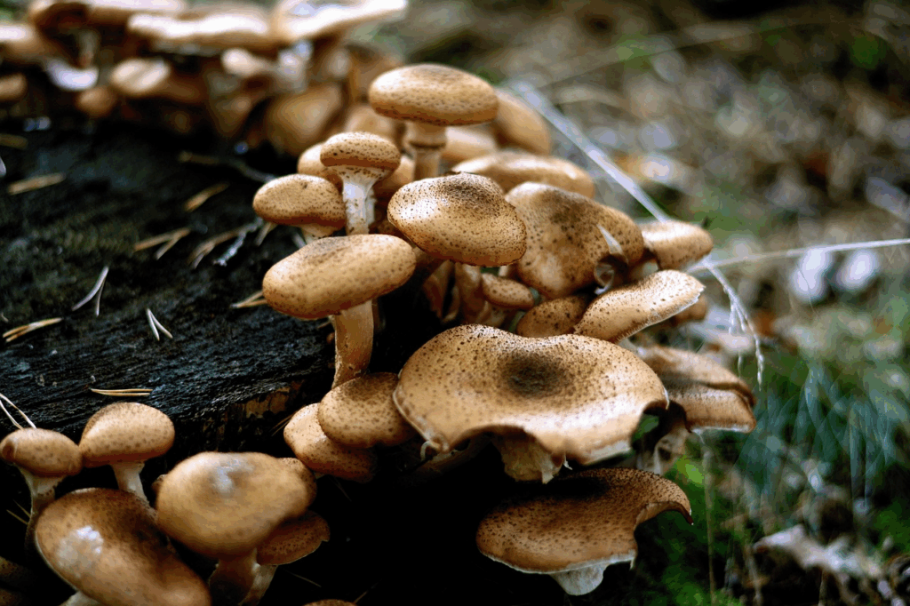 Cluster of wild brown mushrooms growing on a tree stump in a forest