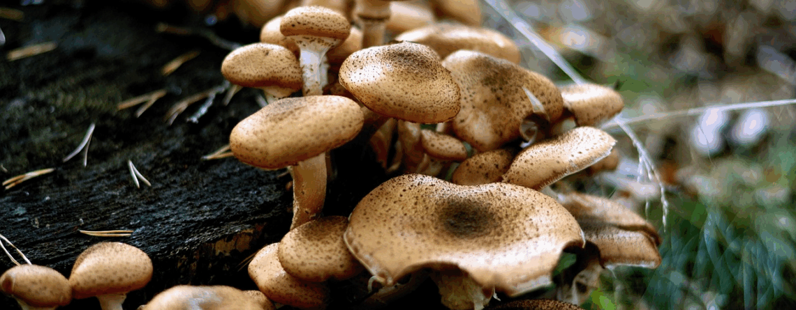 Cluster of wild brown mushrooms growing on a tree stump in a forest