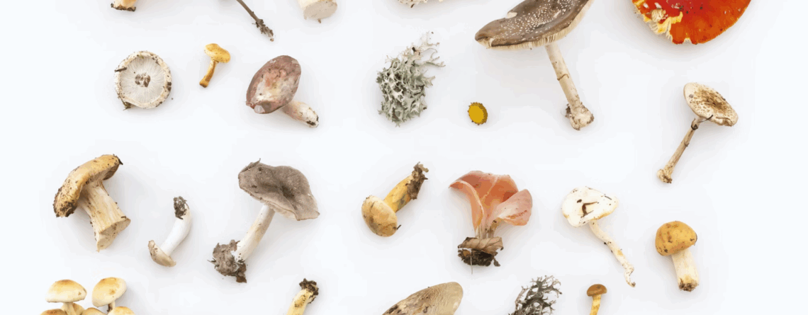Assorted wild mushrooms displayed on a white background, featuring a variety of shapes, colors, and textures