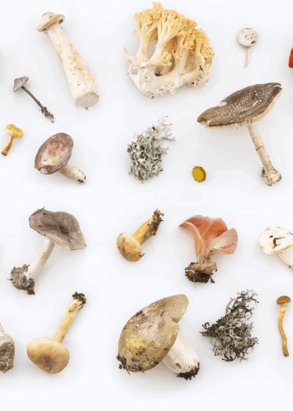 Assorted wild mushrooms displayed on a white background, featuring a variety of shapes, colors, and textures