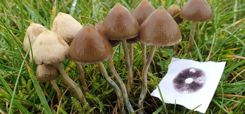 Liberty Cap Mushrooms - Your Complete Guide to Psilocybe semilanceata