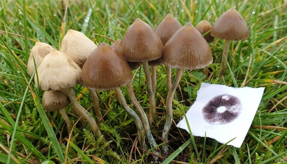 Liberty Cap Mushrooms - Your Complete Guide to Psilocybe semilanceata