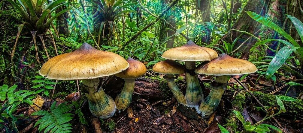 PES Amazonian Mushrooms - A Vibrant Trip from the Rainforest