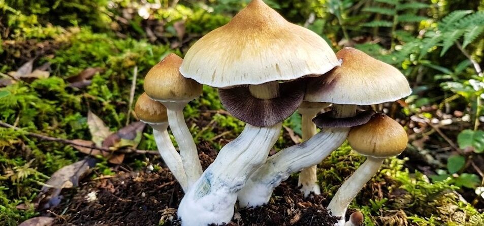 Transkei Mushrooms - Africa's First Magic Mushroom Takes You Dancing With Light