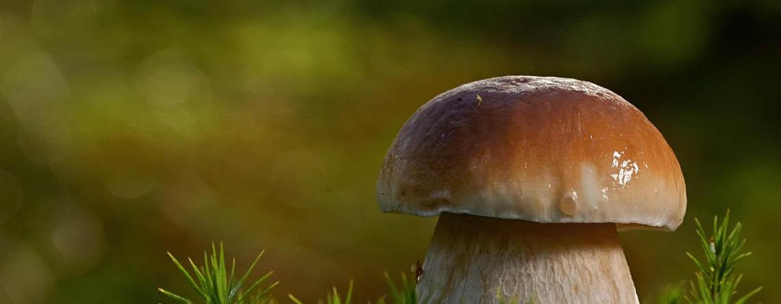 The Golden Teacher Mushroom Strain and Creative Flow